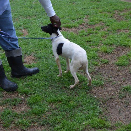 Enlarge Simon, a Adoptable Rat Terrier in Jackson, LA image 2/2