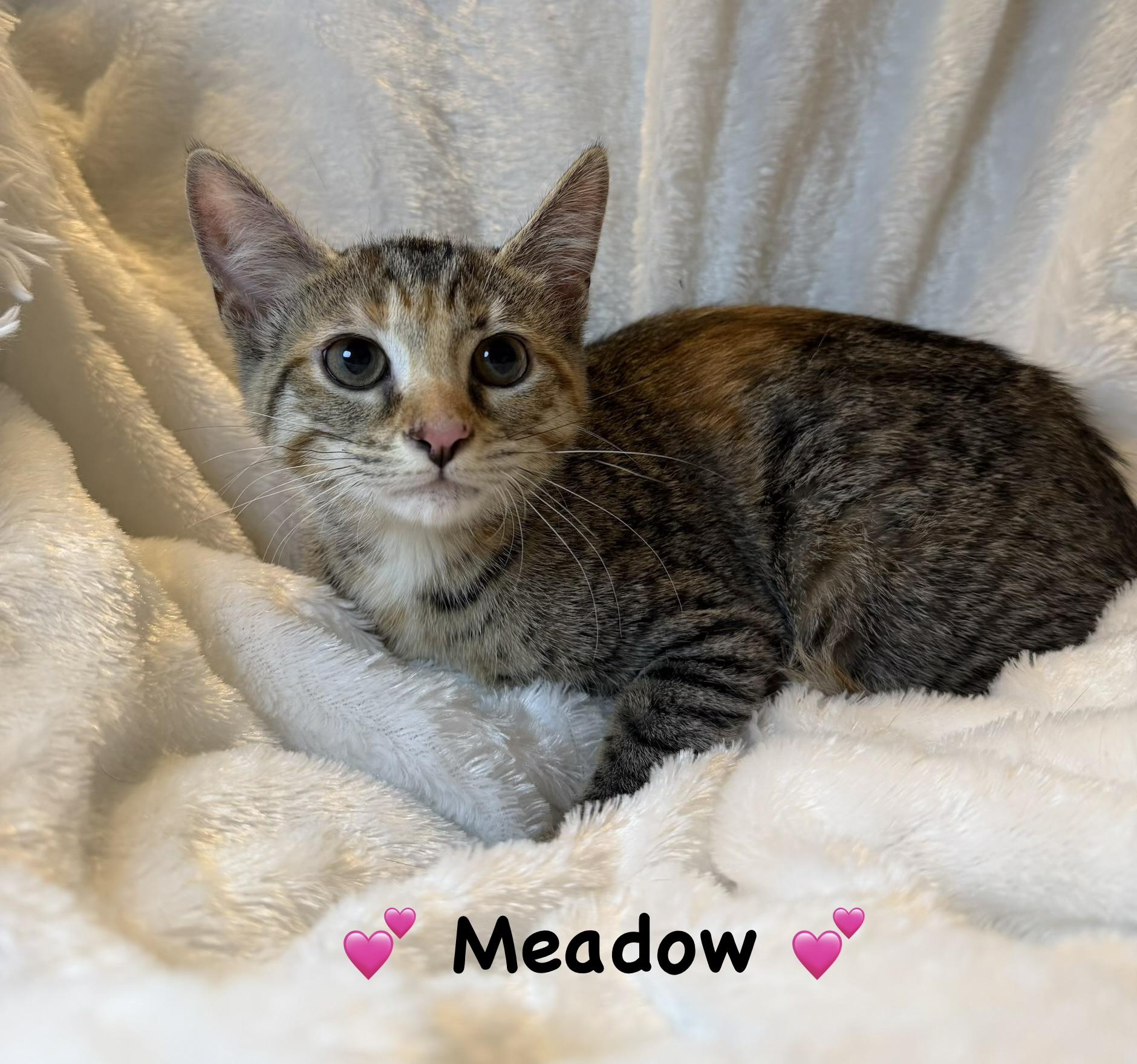 Meadow, ADOPTABLE, Kitten Female Tabby.