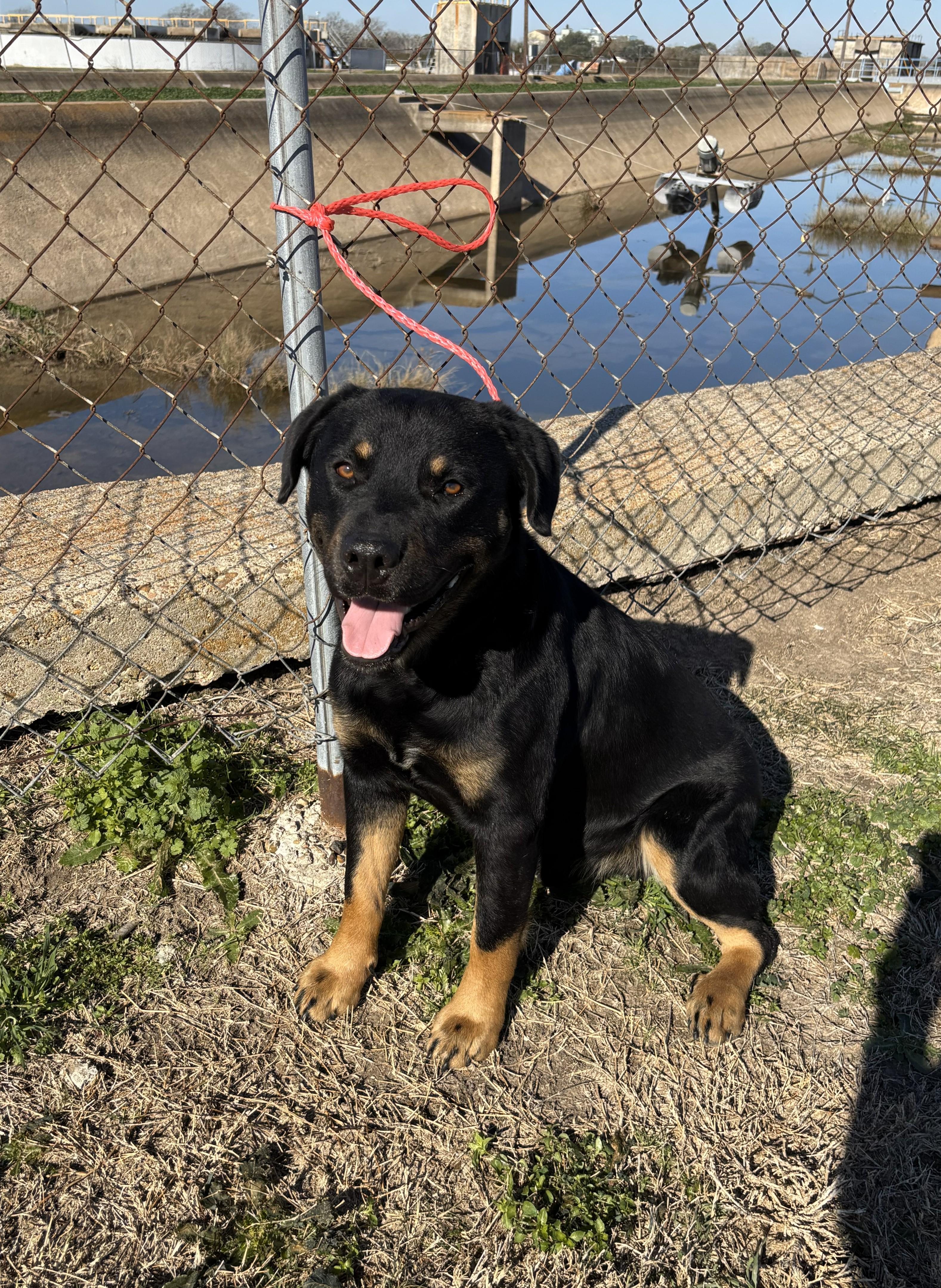 Grant, ADOPTABLE, Adult Male Rottweiler.