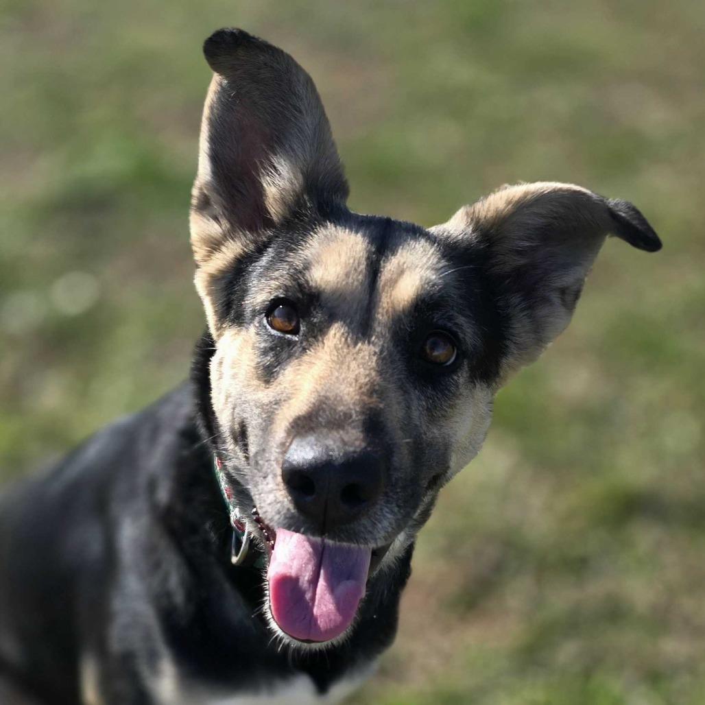 Enlarge Clementine, a Adoptable Mixed Breed in Huntsville, AL image 1/6