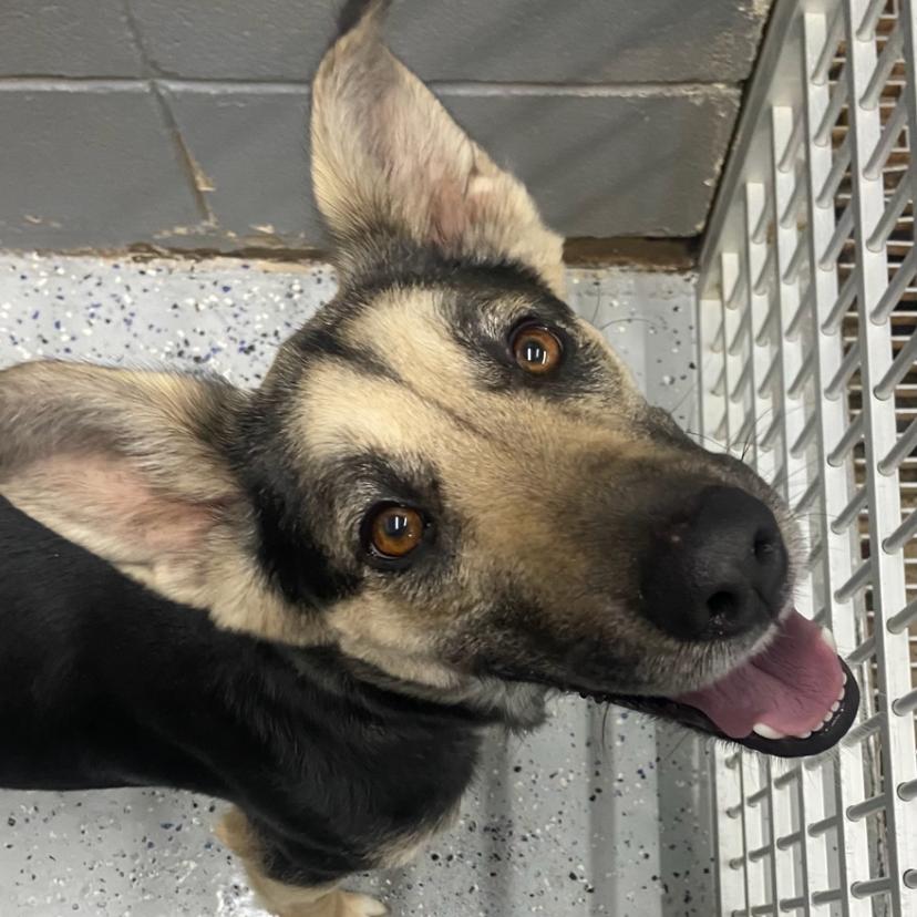 Clementine, Adoptable, Adult Female Mixed Breed.