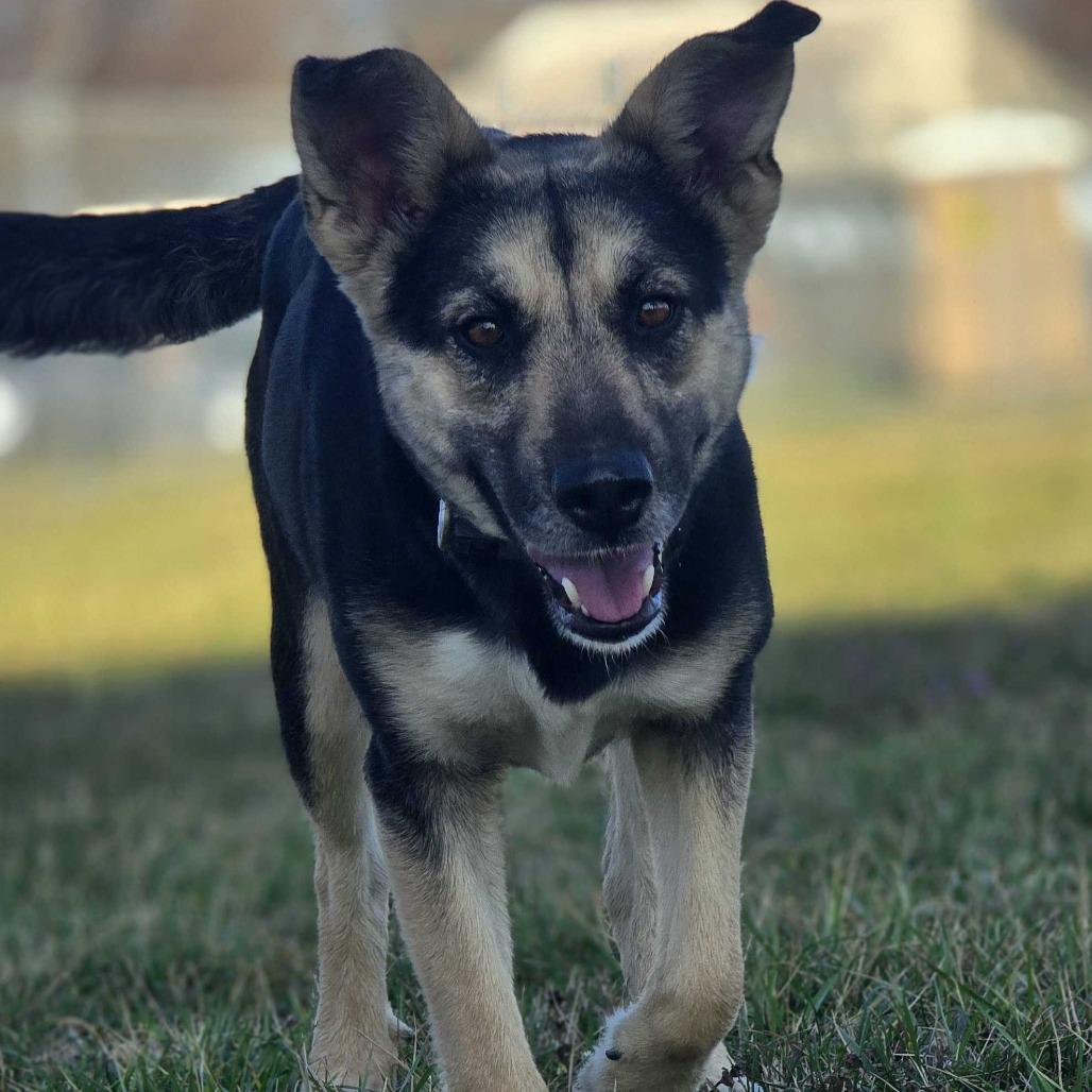 Enlarge Clementine, a Adoptable Mixed Breed in Huntsville, AL image 2/6