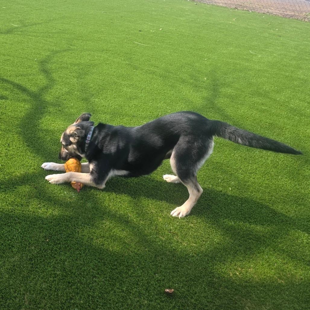 Clementine, Adoptable, Adult Female Mixed Breed.