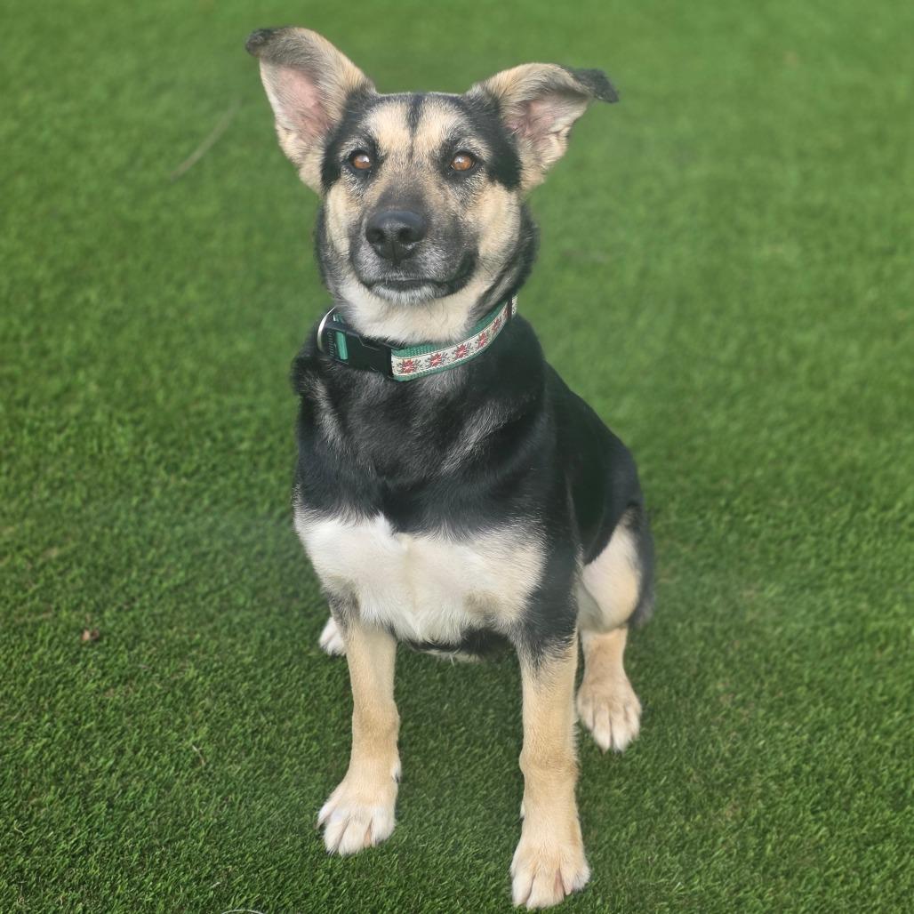 Enlarge Clementine, a Adoptable Mixed Breed in Huntsville, AL image 4/6