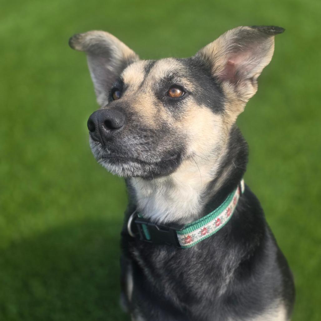 Enlarge Clementine, a Adoptable Mixed Breed in Huntsville, AL image 5/6