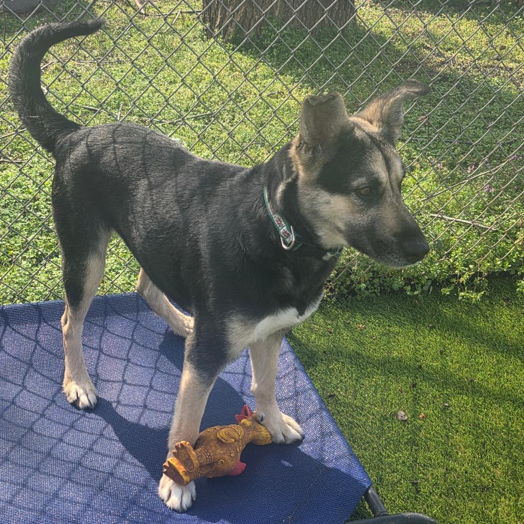 Enlarge Clementine, a Adoptable Mixed Breed in Huntsville, AL image 6/6