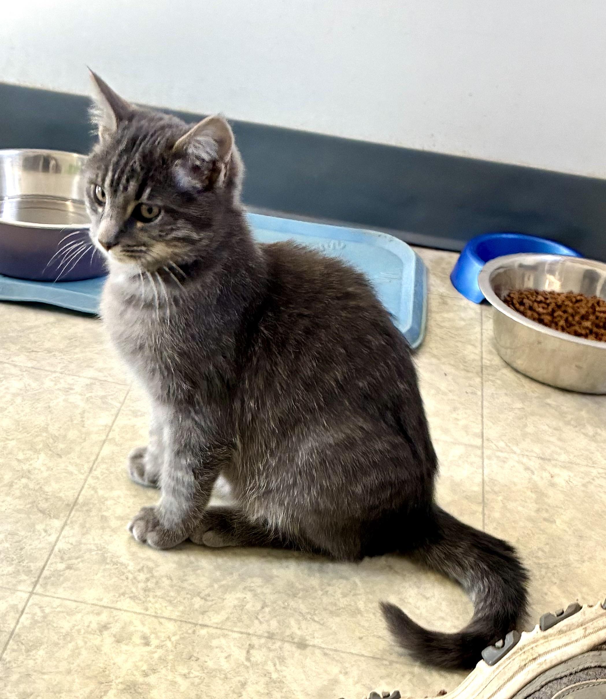 Enlarge DESI, a ADOPTABLE Domestic Short Hair in Louisa, KY image 2/4