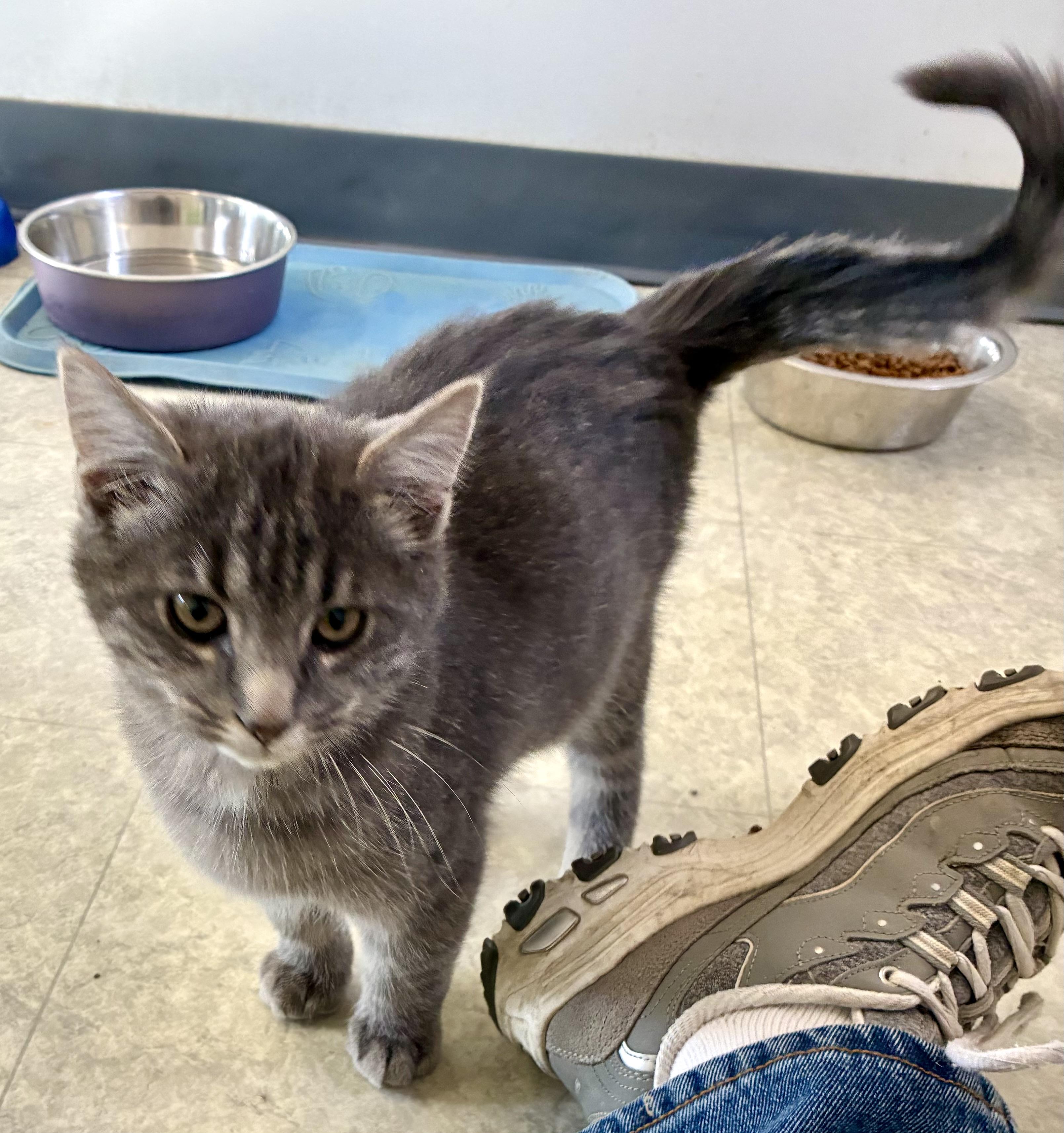 DESI, ADOPTABLE, Kitten Male Domestic Short Hair.