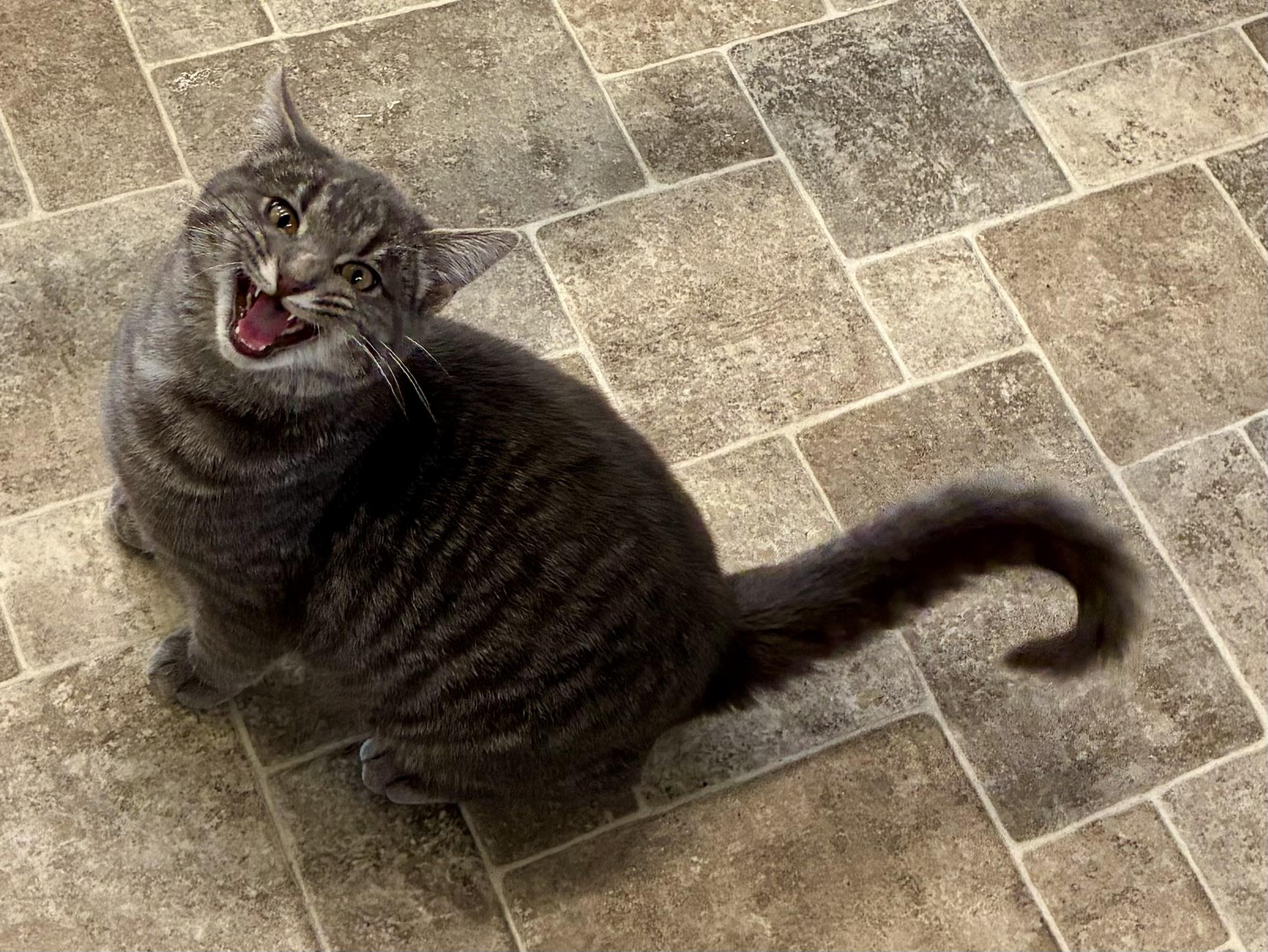 Enlarge DESI, a ADOPTABLE Domestic Short Hair in Louisa, KY image 3/4