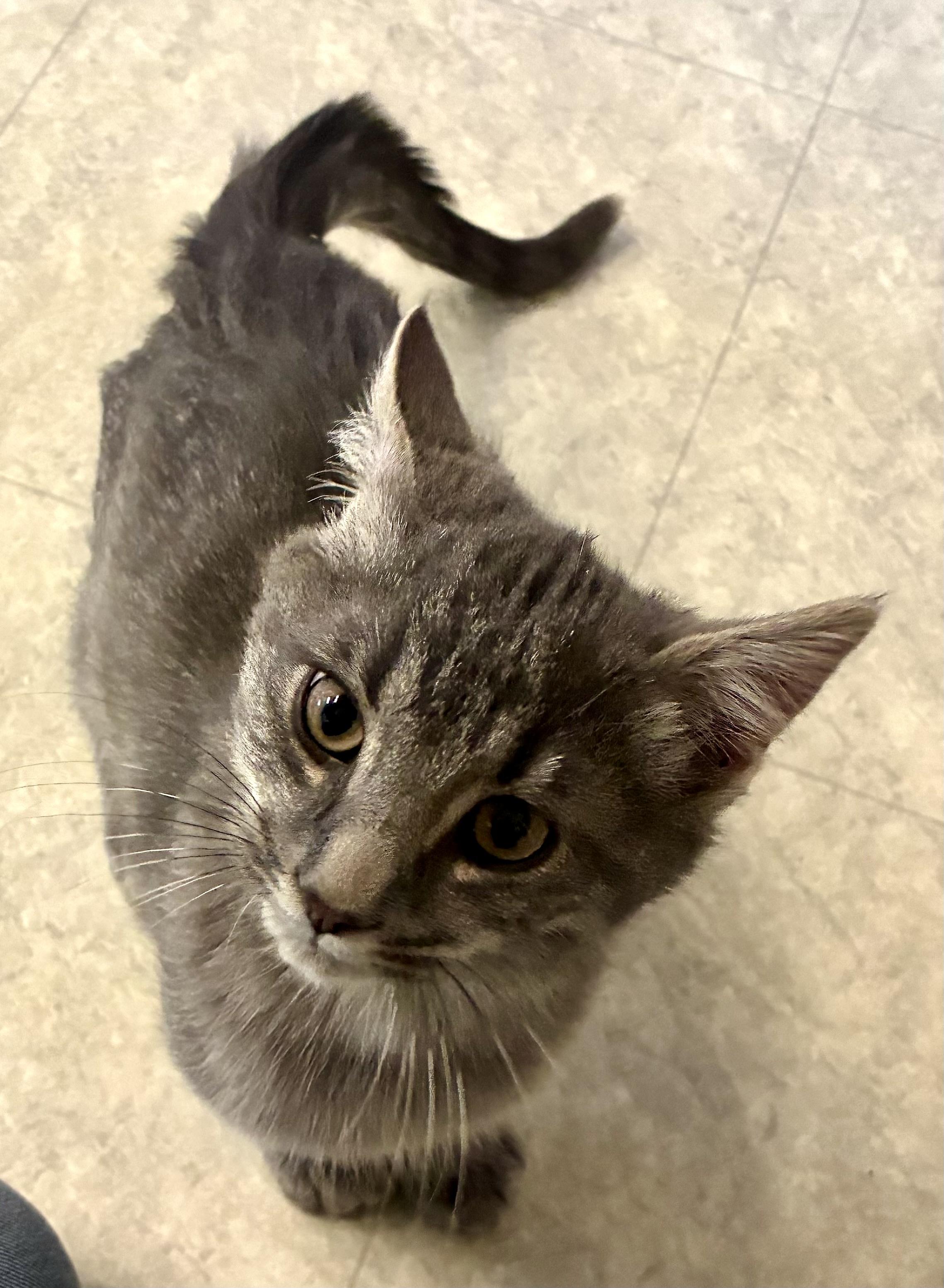 DESI, a ADOPTABLE Domestic Short Hair in Louisa, KY image 5/5