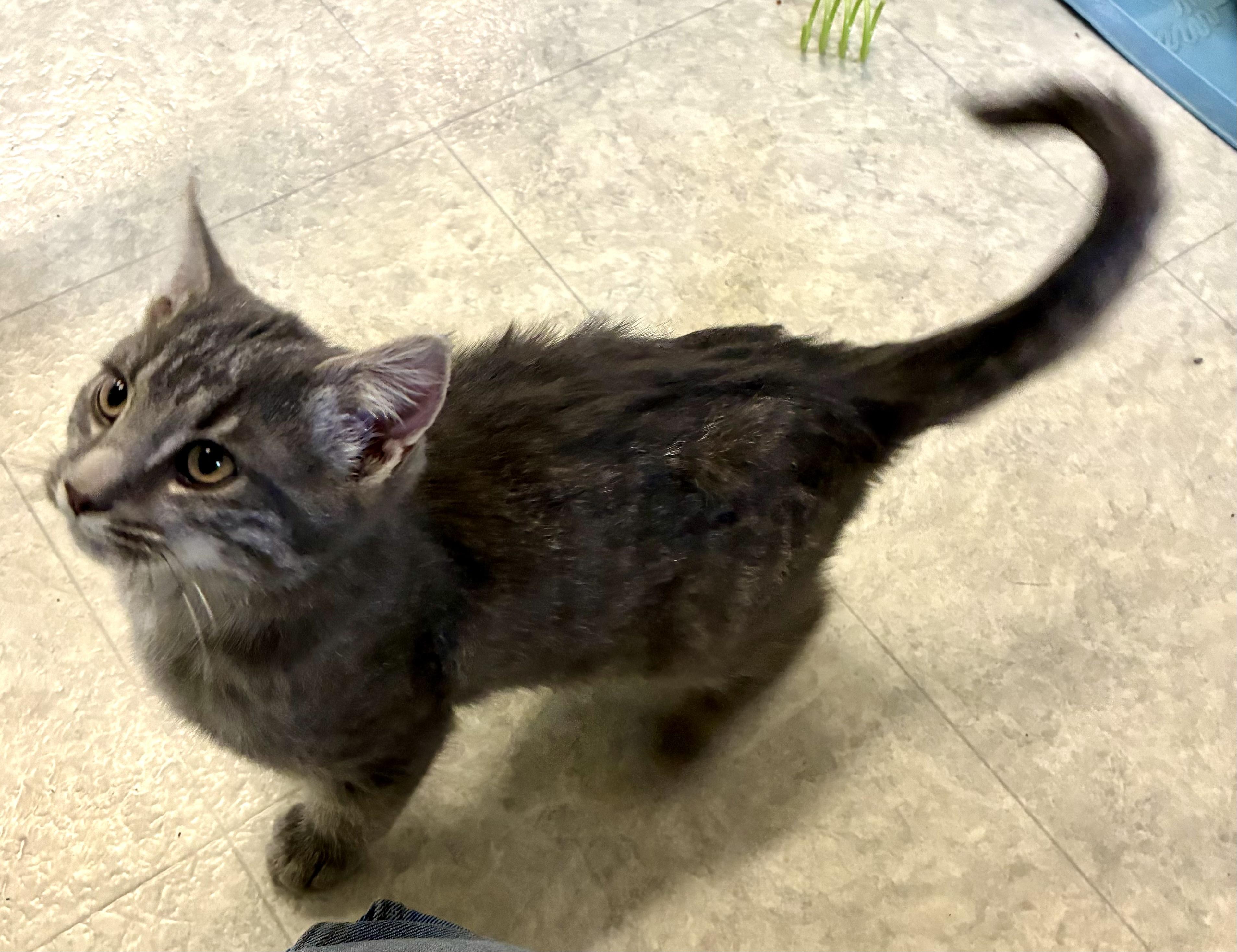 DESI, a ADOPTABLE Domestic Short Hair in Louisa, KY image 4/5