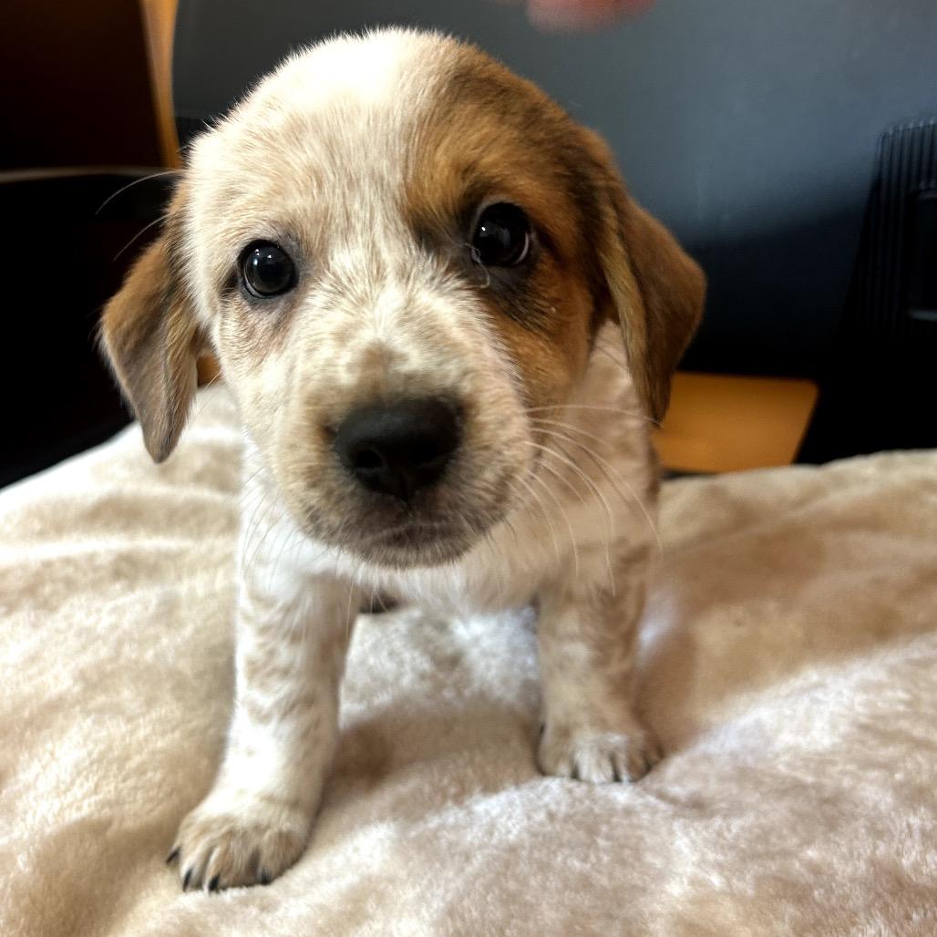 Enlarge Dunn, a Adoptable mixed breed in San Saba, TX image 1/2