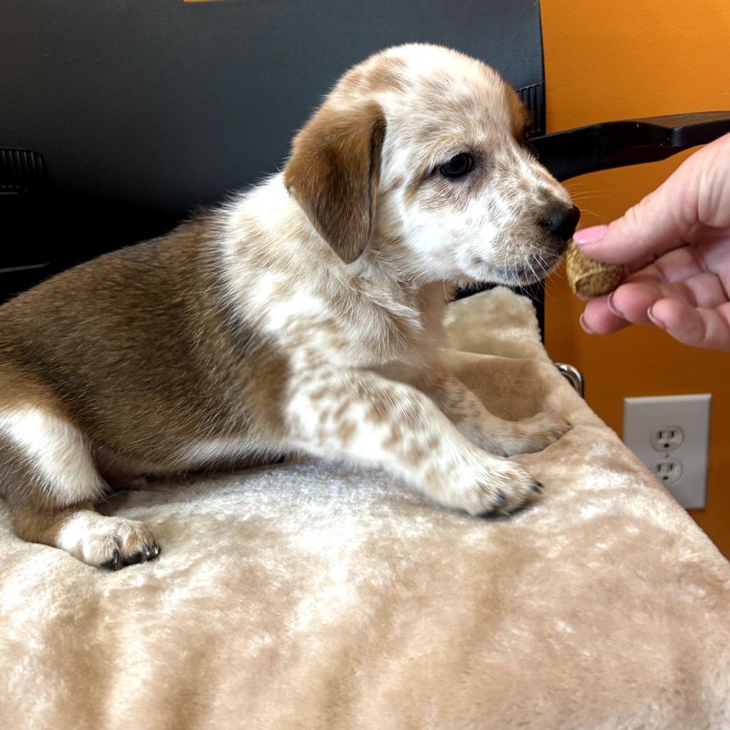 Enlarge Dunn, a Adoptable mixed breed in San Saba, TX image 2/2