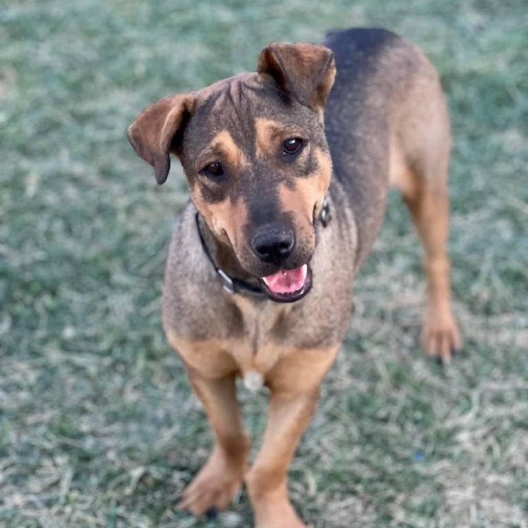 Enlarge Chapin, a ADOPTABLE mixed breed in KITCHENER, ON image 1/6