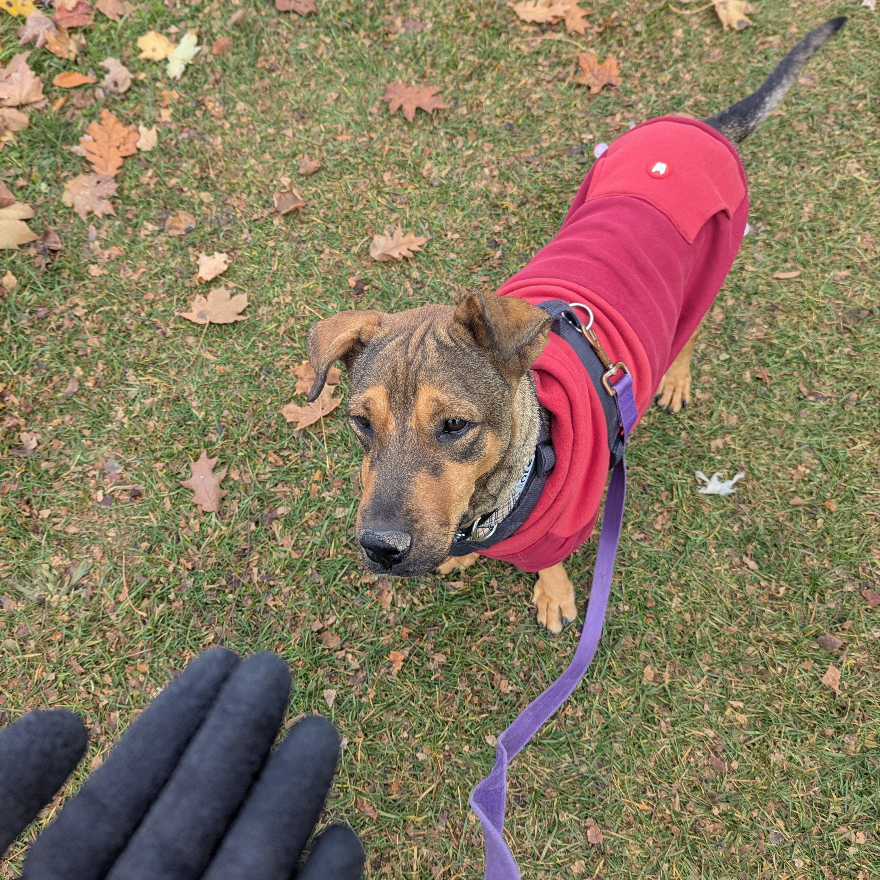 Enlarge Chapin, a ADOPTABLE mixed breed in KITCHENER, ON image 2/6