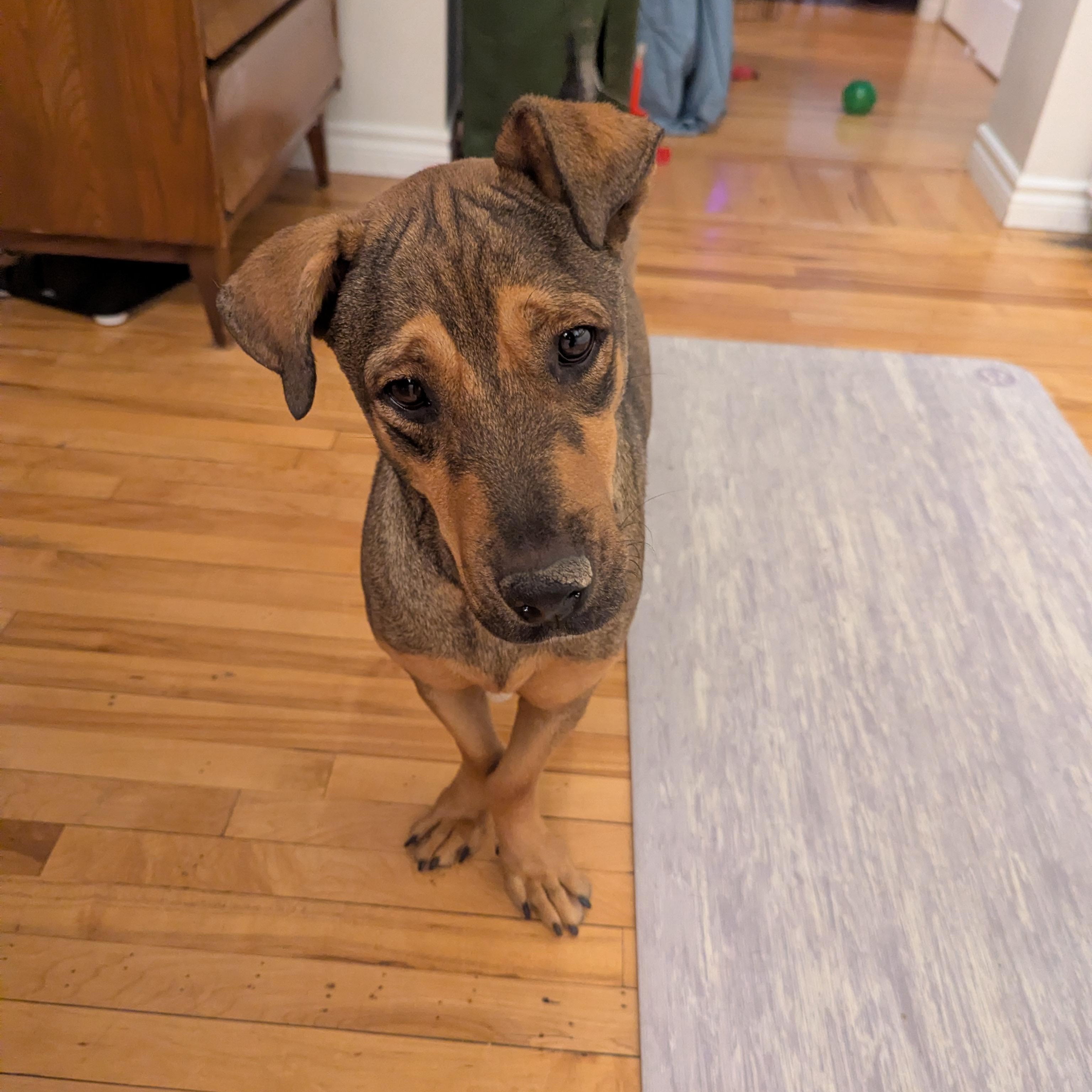 Enlarge Chapin, a ADOPTABLE mixed breed in KITCHENER, ON image 3/6