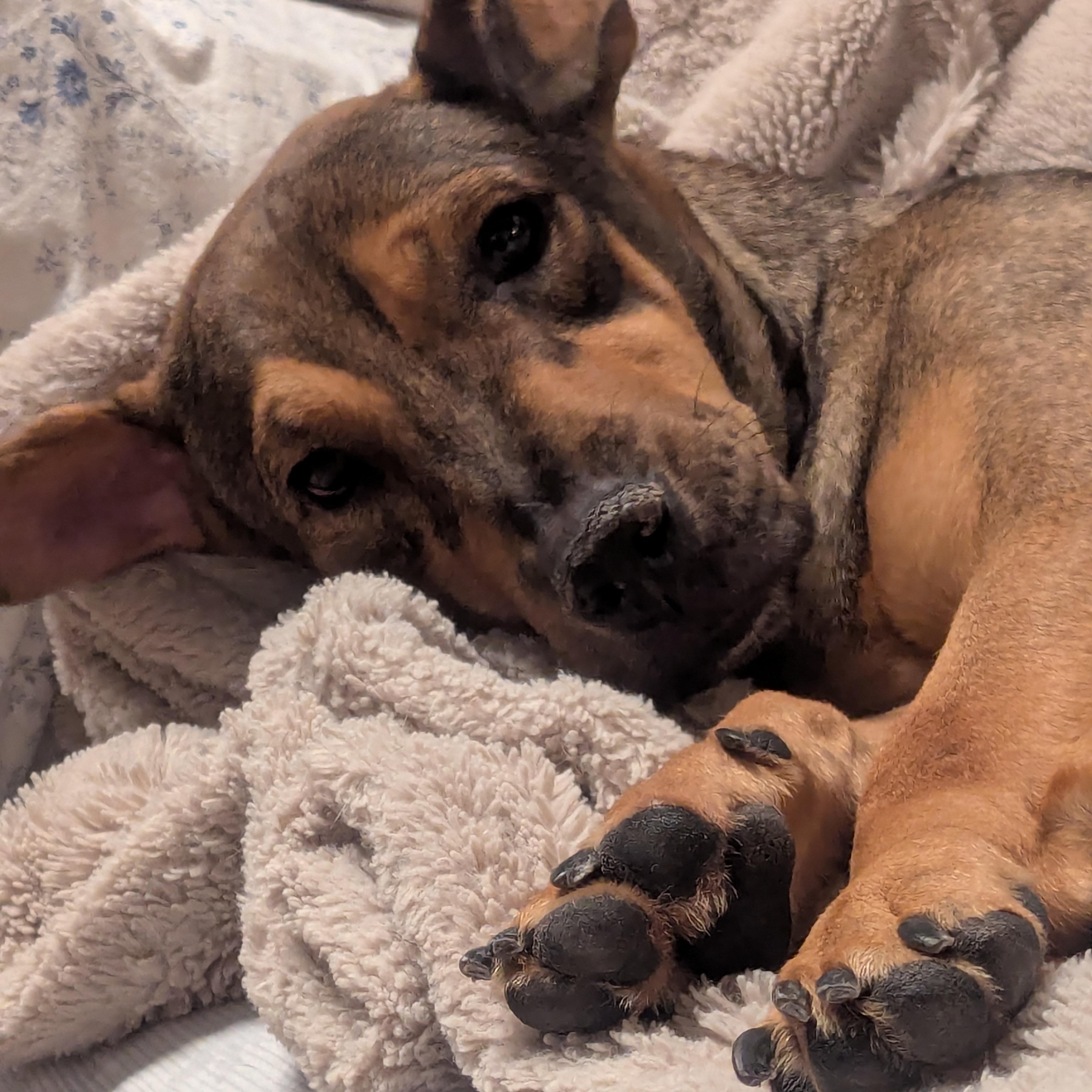 Enlarge Chapin, a ADOPTABLE mixed breed in KITCHENER, ON image 4/6