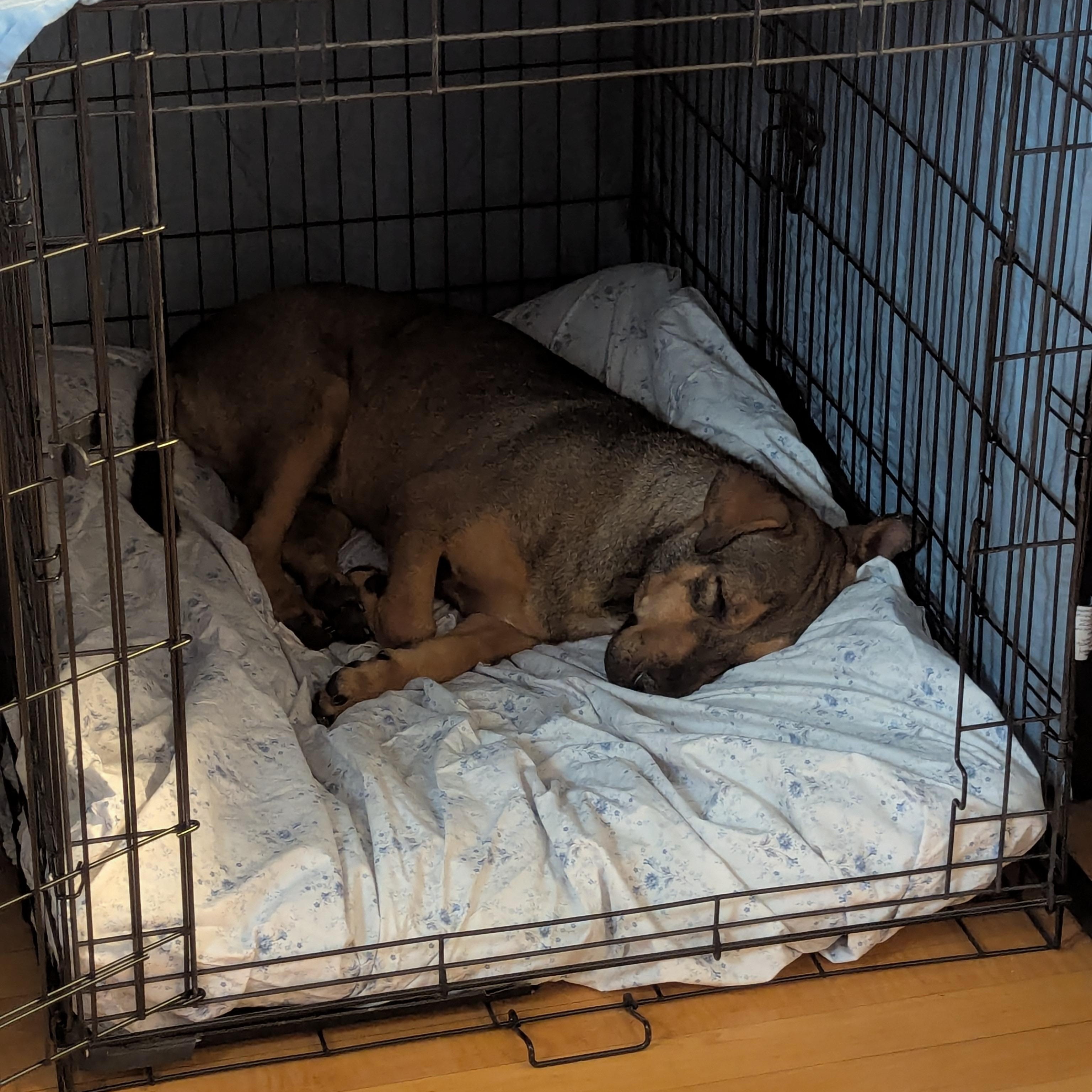 Enlarge Chapin, a ADOPTABLE mixed breed in KITCHENER, ON image 5/6