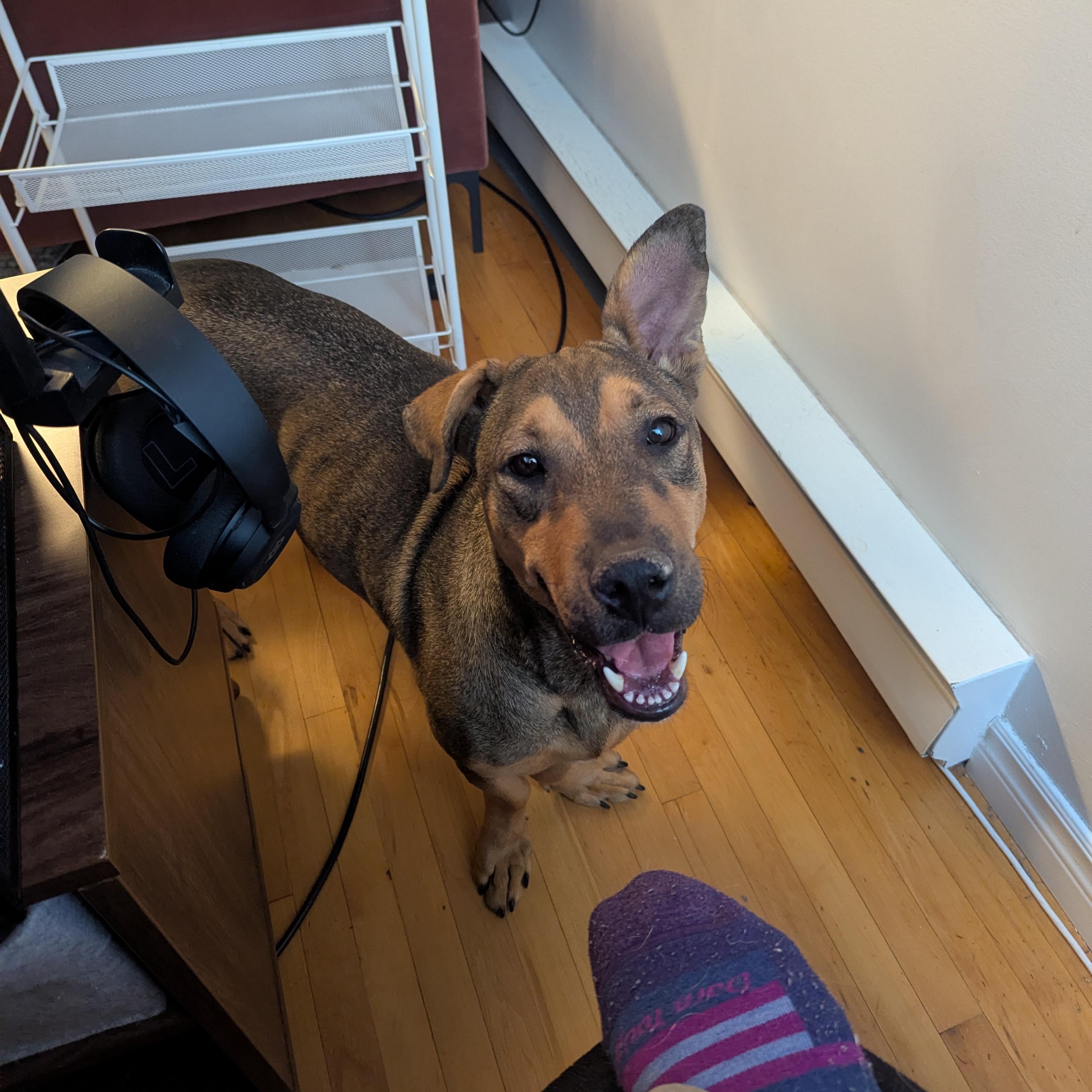 Enlarge Chapin, a ADOPTABLE mixed breed in KITCHENER, ON image 6/6