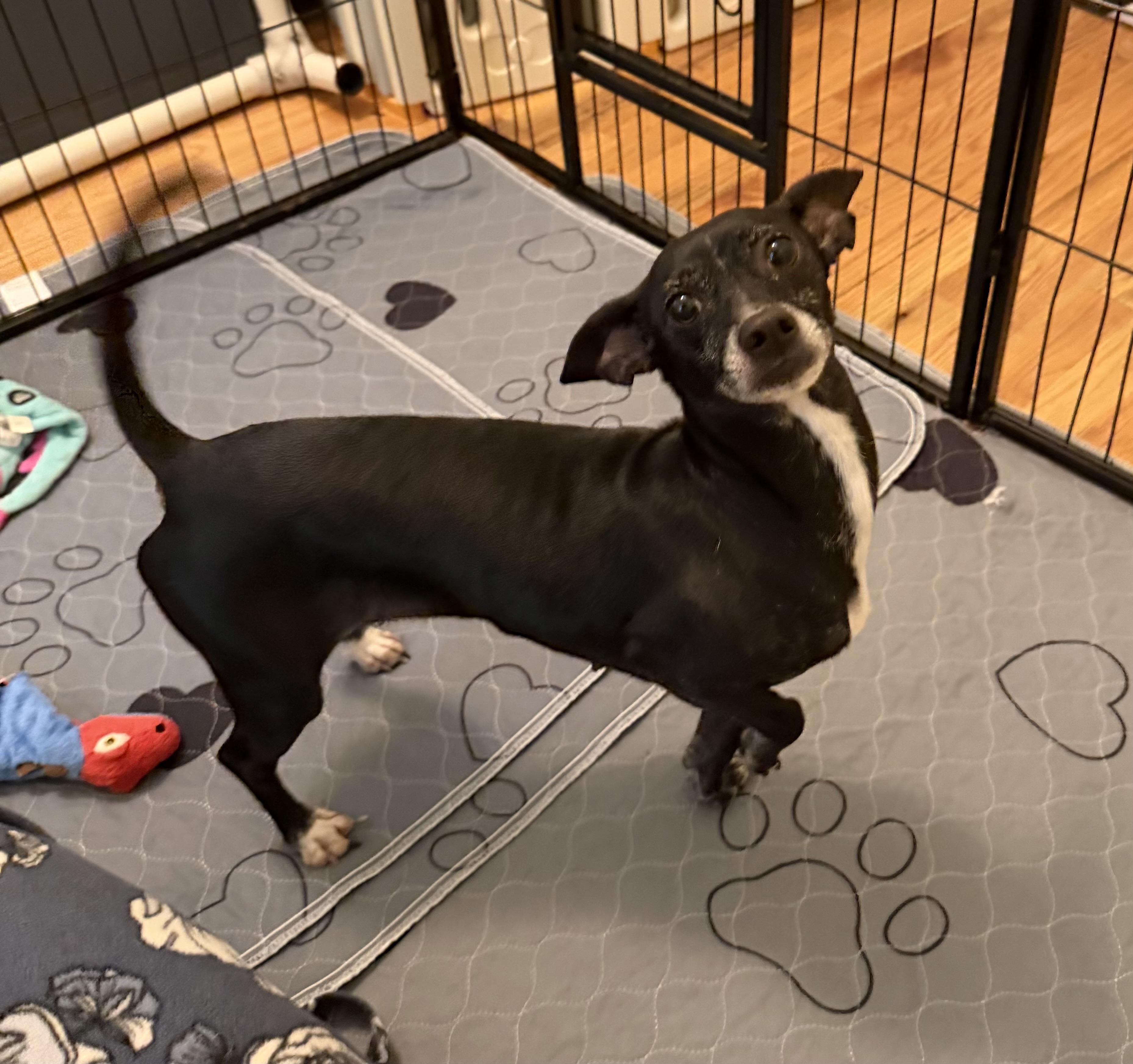 Enlarge Mama Mimosa, a Adoption Pending mixed breed in Kings Mountain, NC image 4/6