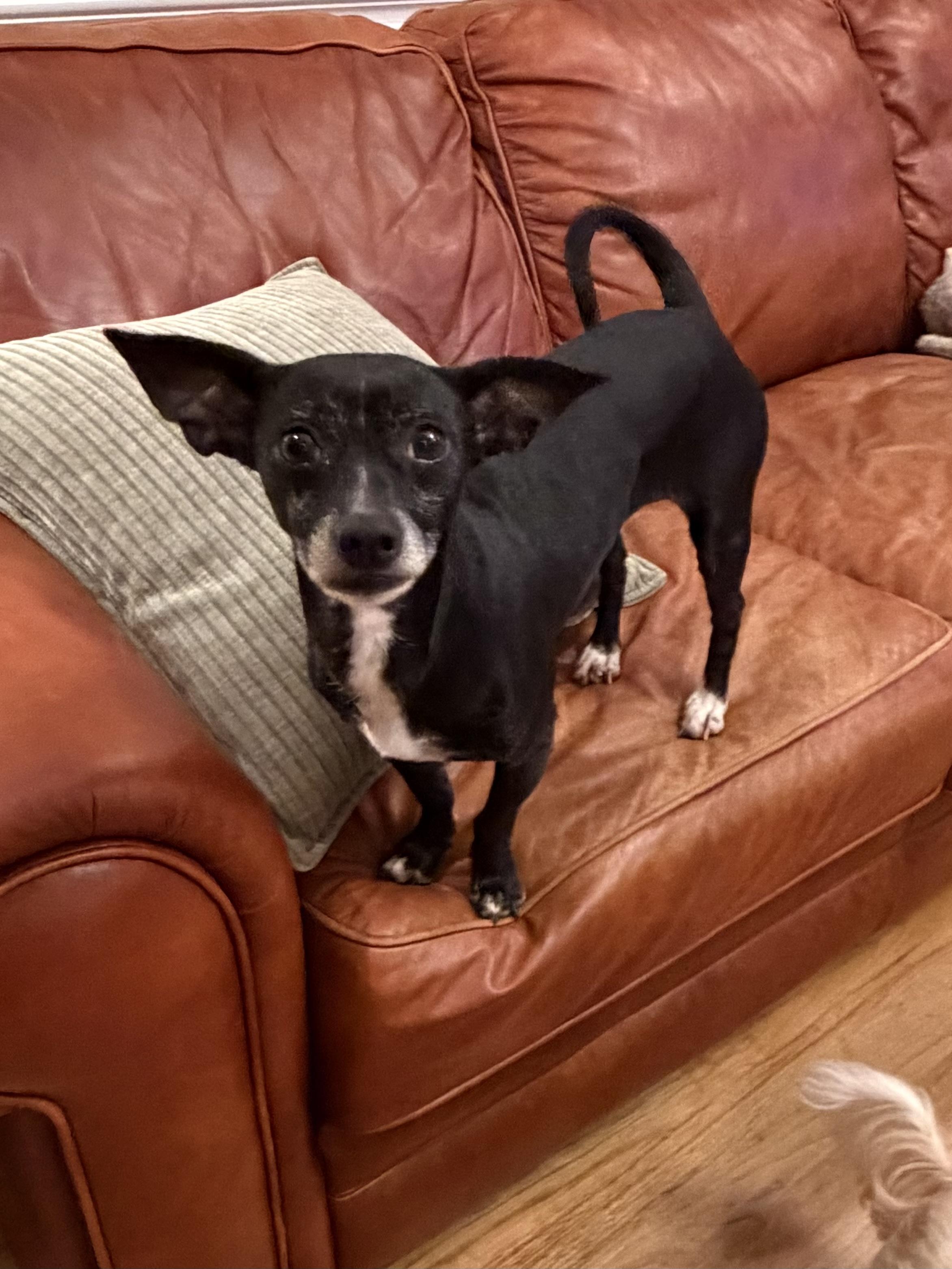 Enlarge Mama Mimosa, a Adoption Pending mixed breed in Kings Mountain, NC image 3/6