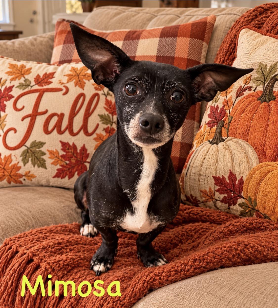 Mama Mimosa, Adoptable, Adult Female Chiweenie.