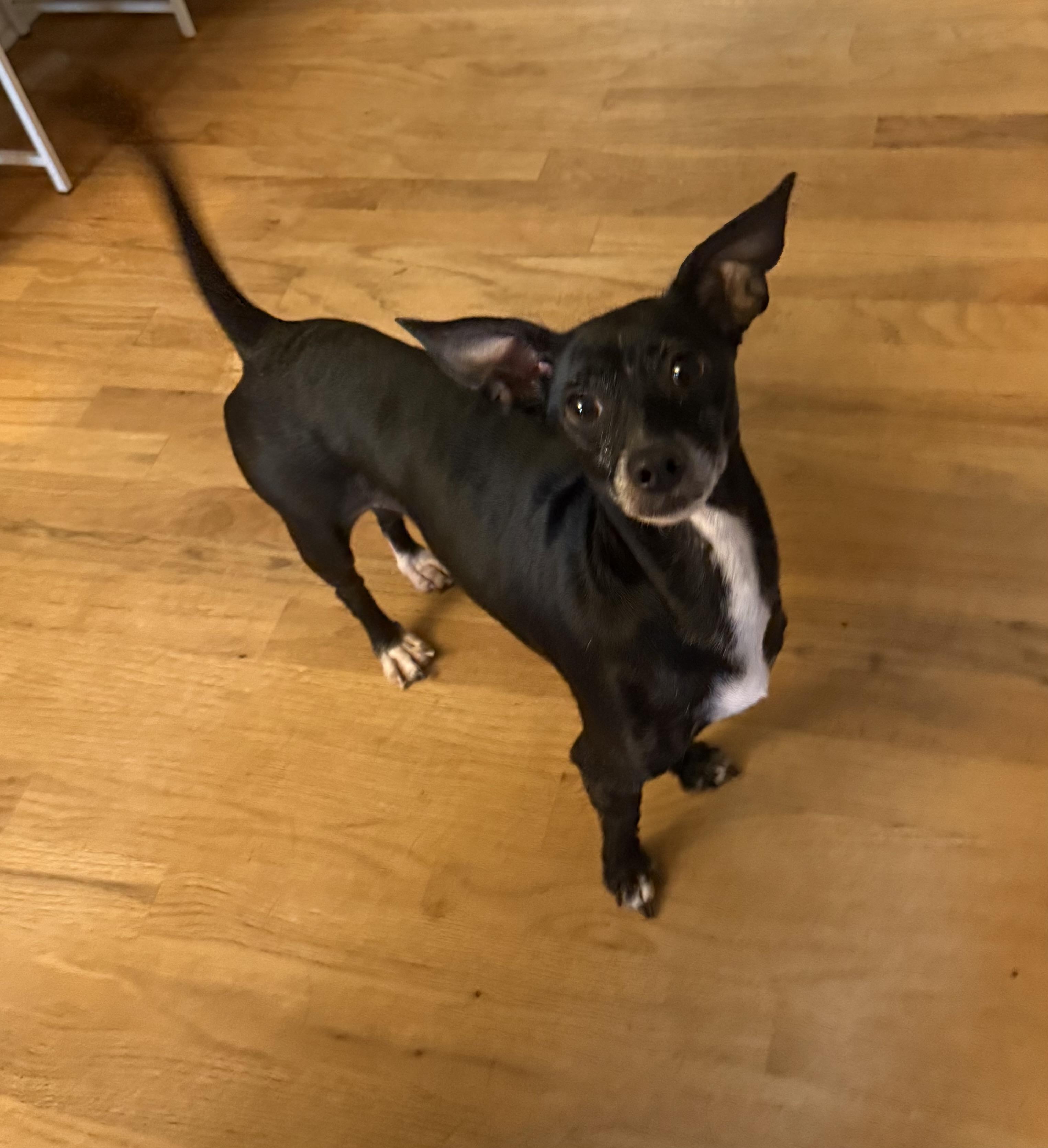 Enlarge Mama Mimosa, a Adoption Pending mixed breed in Kings Mountain, NC image 5/6