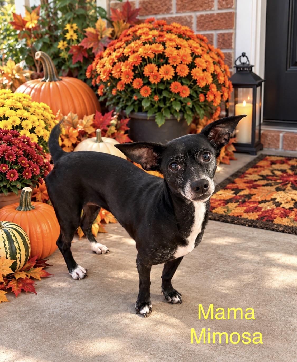 Enlarge Mama Mimosa, a Adoption Pending mixed breed in Kings Mountain, NC image 2/6