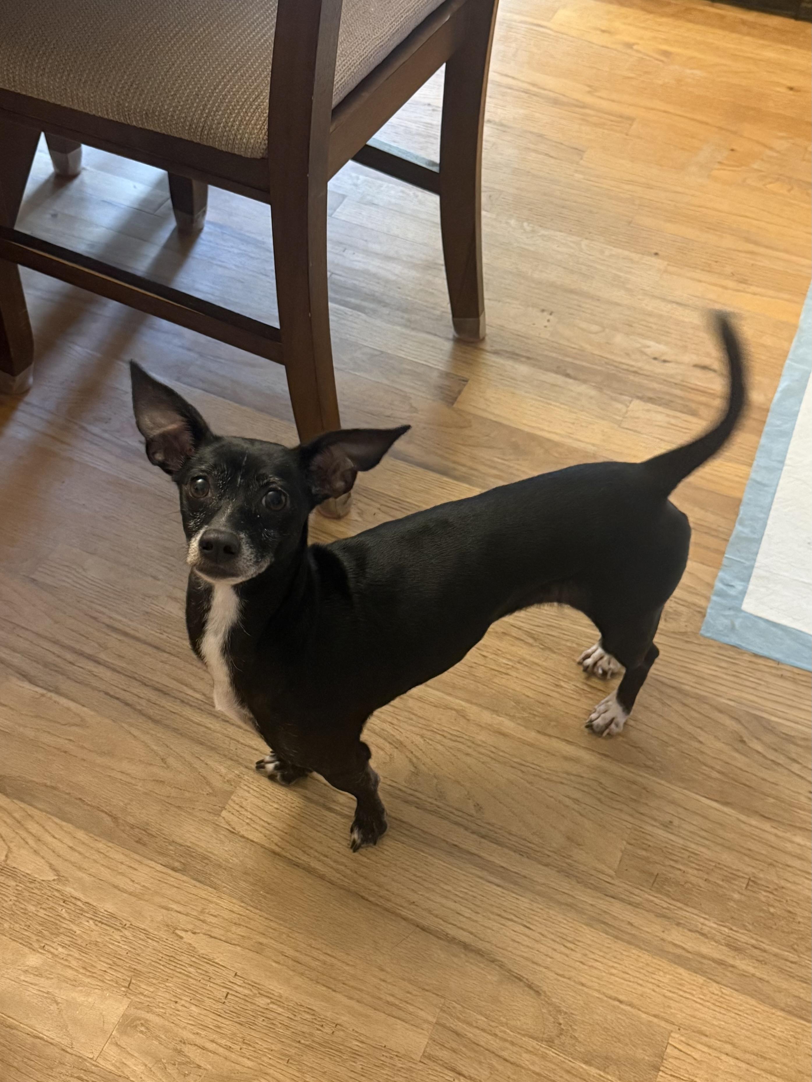 Enlarge Mama Mimosa, a Adoption Pending mixed breed in Kings Mountain, NC image 6/6