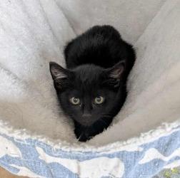 Klinker, Adoptable, Kitten Female Domestic Short Hair.