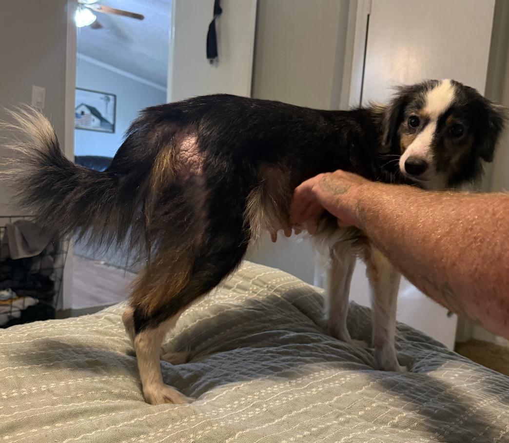 Pepper Smith, a Adoptable Australian Shepherd in Arlington, TX image 1/5