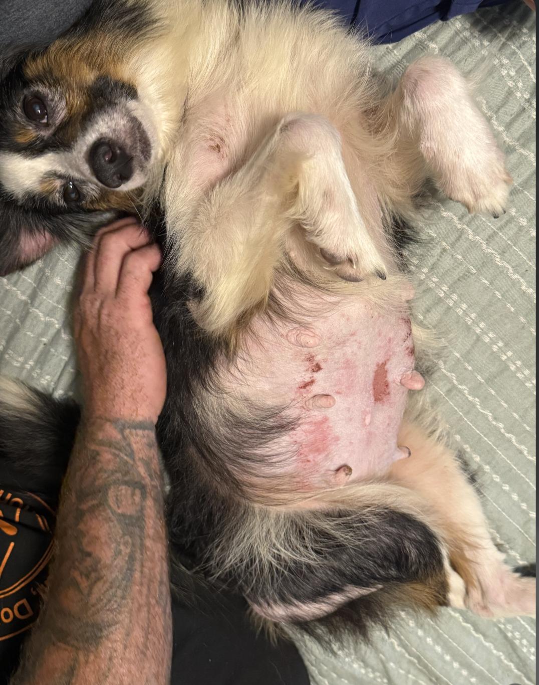 Pepper Smith, a Adoptable Australian Shepherd in Arlington, TX image 2/5
