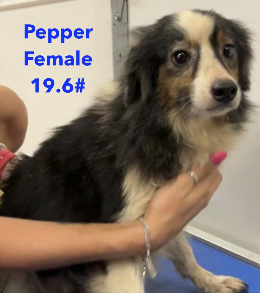 Pepper Smith, a Adoptable Australian Shepherd in Arlington, TX image 3/5