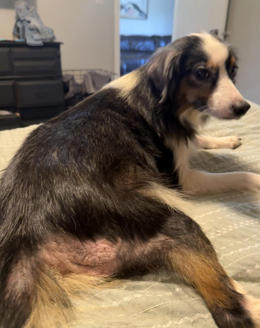 Pepper Smith, a Adoptable Australian Shepherd in Arlington, TX image 4/5