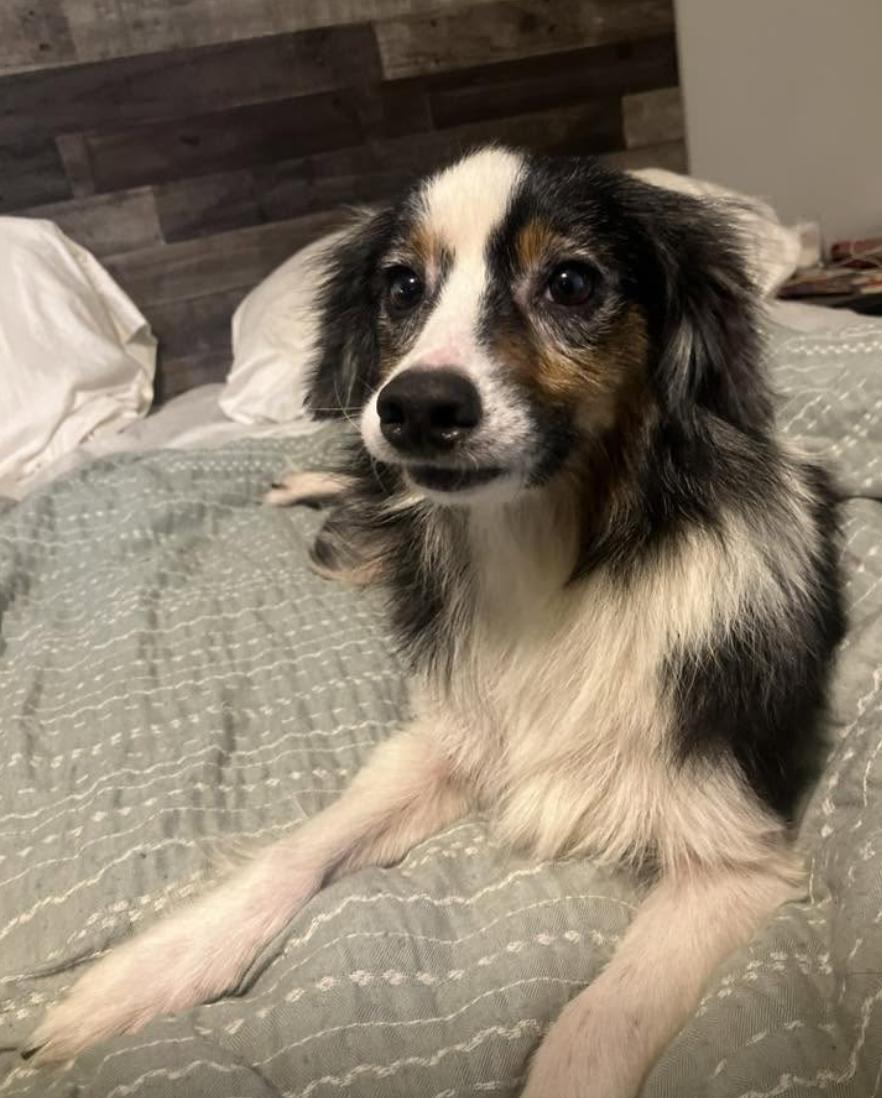 Pepper Smith, a Adoptable Australian Shepherd in Arlington, TX image 5/5