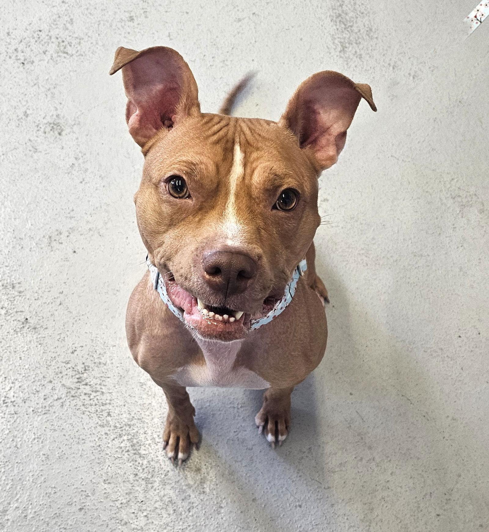 Vixen, Adoptable, Young Female Pit Bull Terrier.