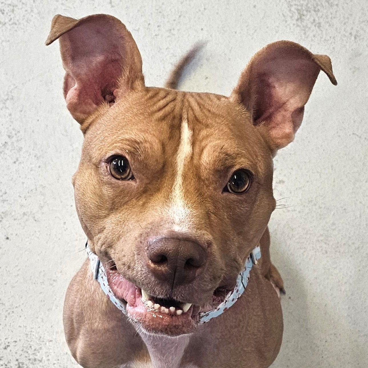 Enlarge Vixen, a Adoptable Pit Bull Terrier in Framingham, MA image 2/3