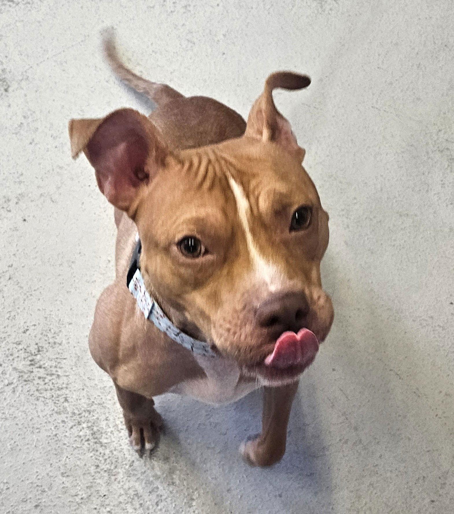 Enlarge Vixen, a Adoptable Pit Bull Terrier in Framingham, MA image 3/3