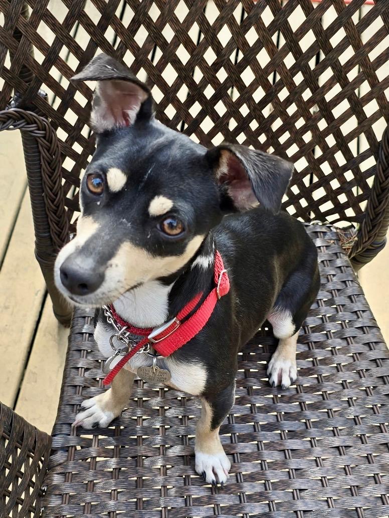 Moxie, Young Female Miniature Pinscher