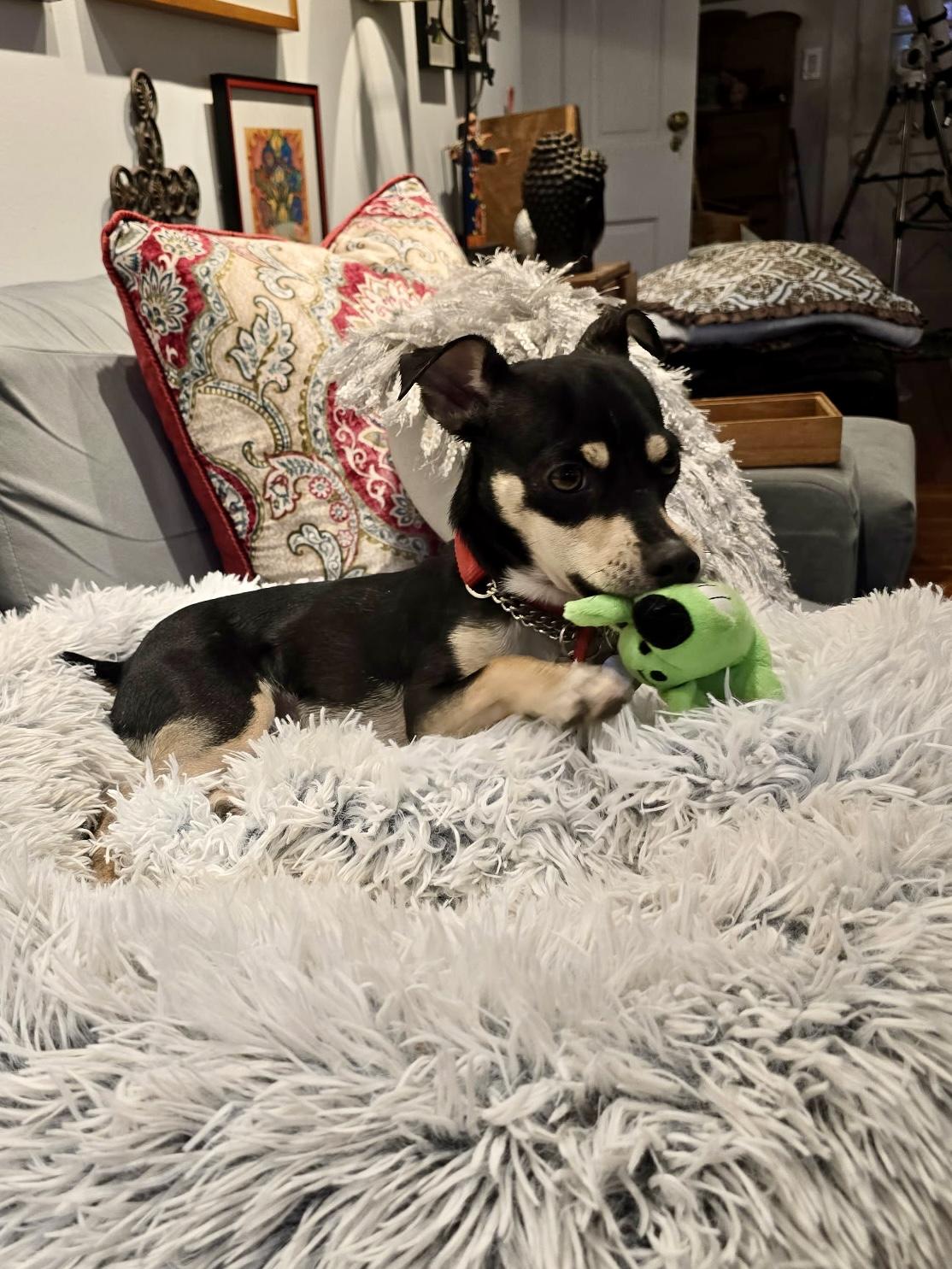 Moxie photo 3