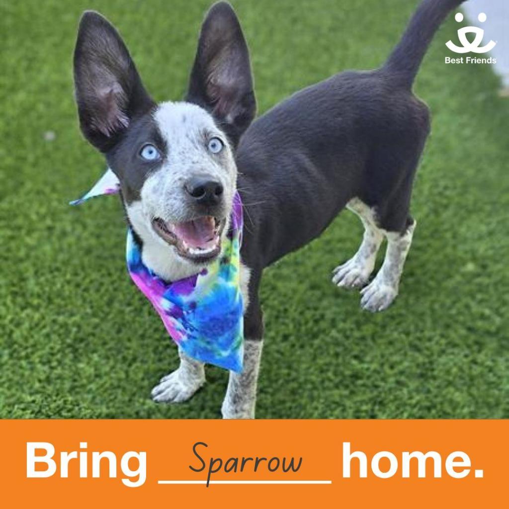 Hondo, Adoptable, Adult Male Australian Cattle Dog / Blue Heeler.