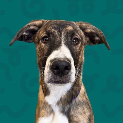 Koda, Adoptable, Adult Male Shepherd & Mixed Breed.