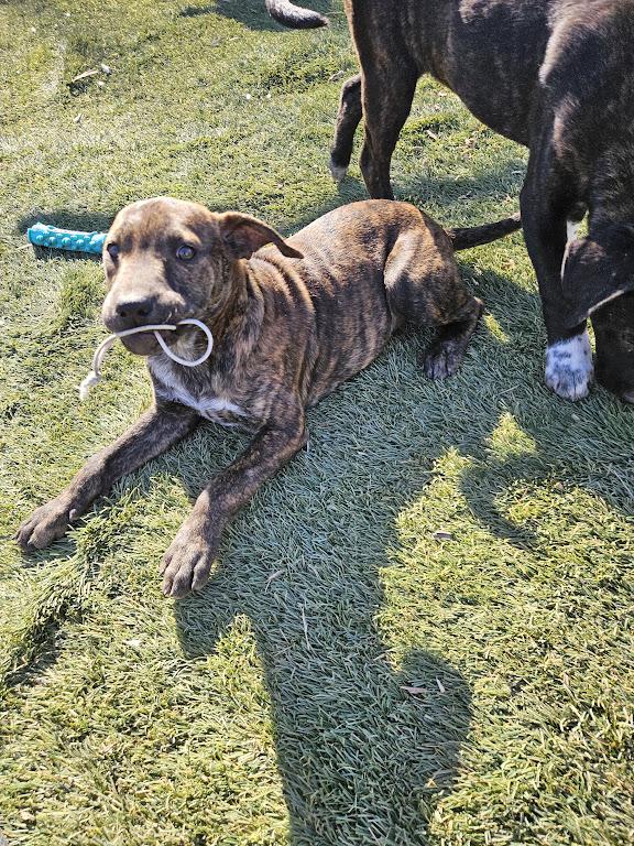 Maisy Macaroni — thumbnail 2