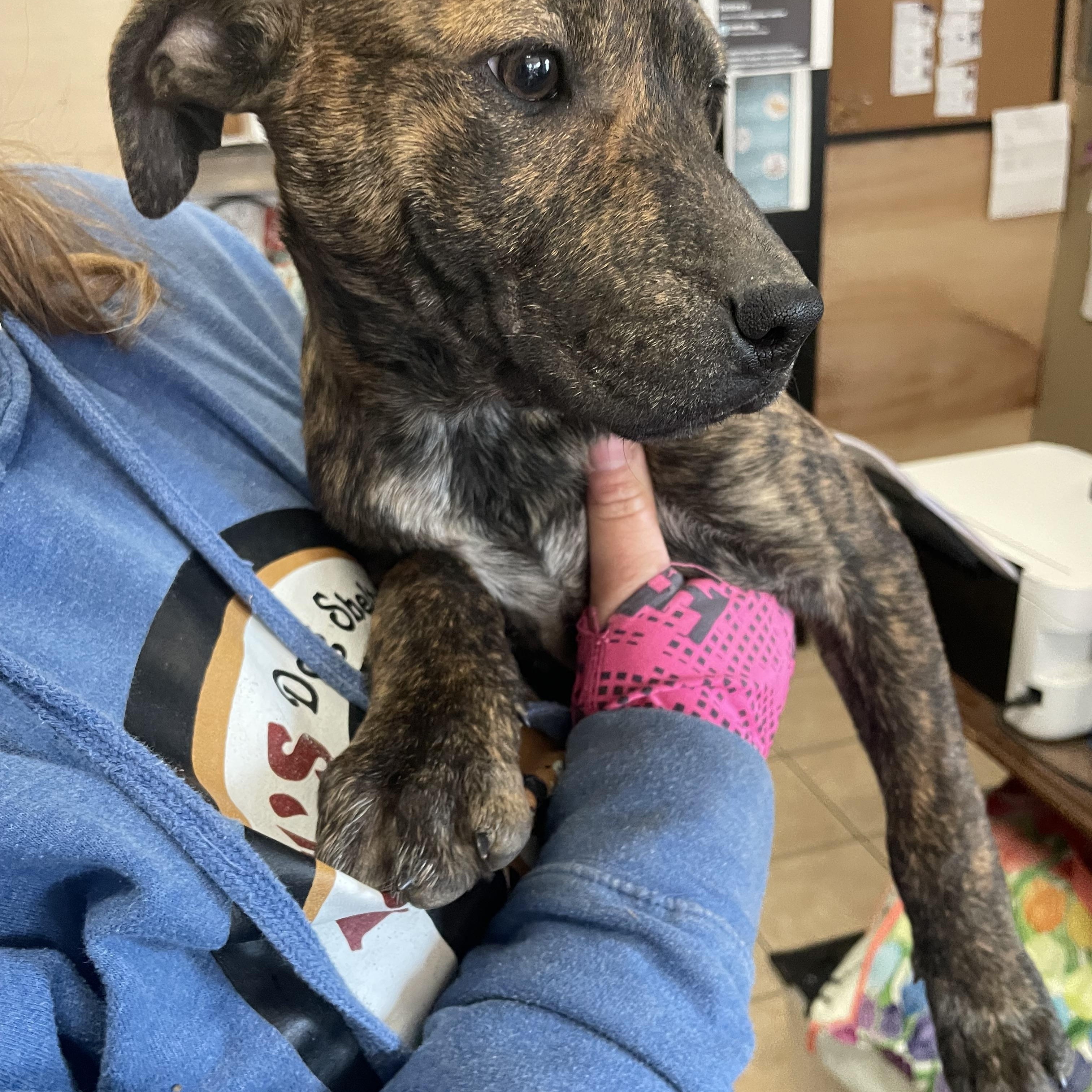 Maisy Macaroni — thumbnail 3