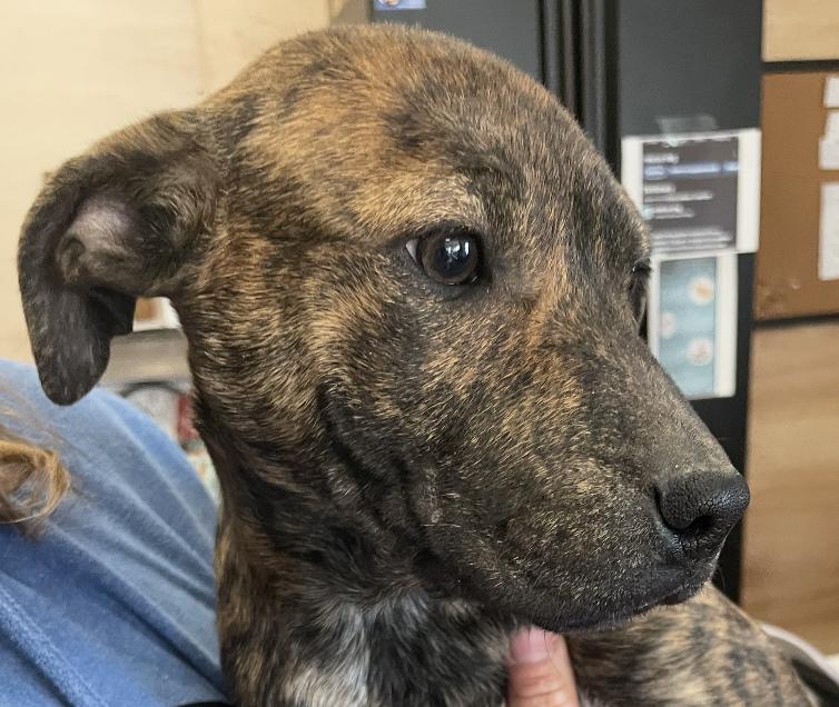 Maisy Macaroni — thumbnail 4