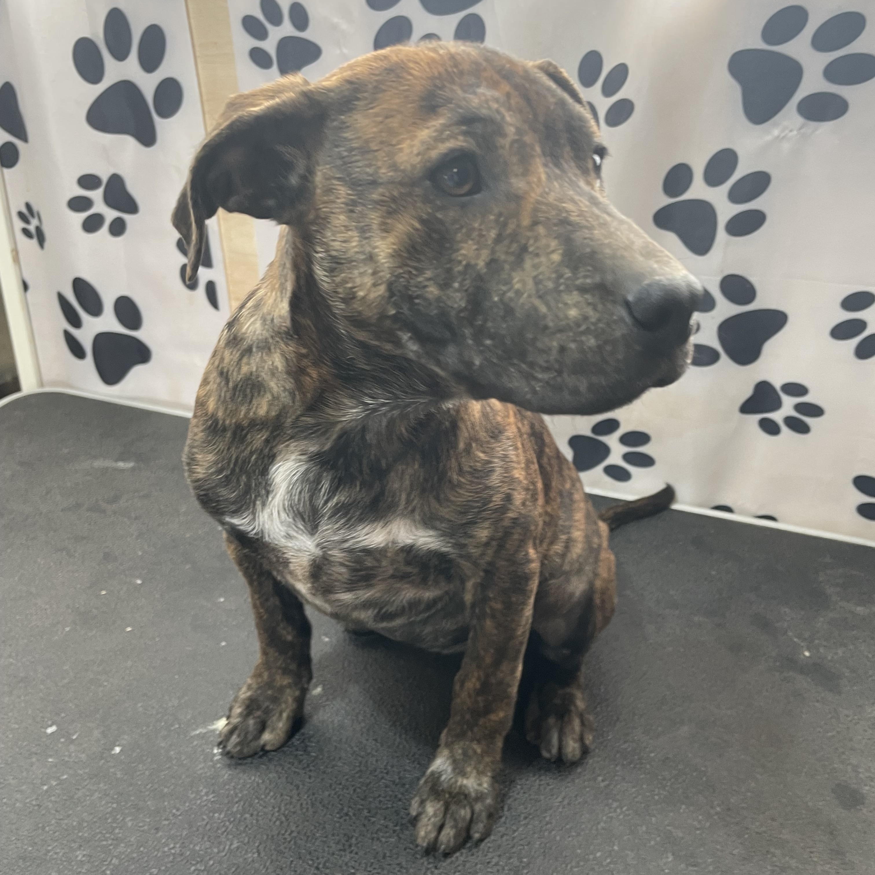 Maisy Macaroni — thumbnail 5