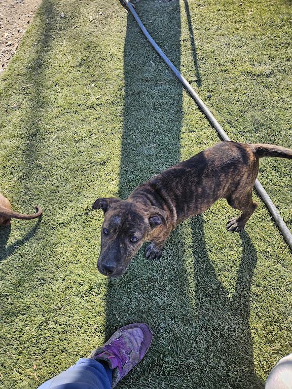 Maisy Macaroni — thumbnail 6