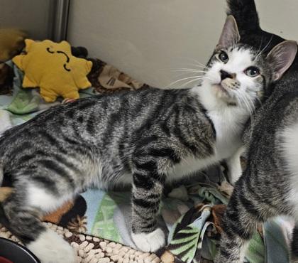 Zeus, Adoptable, Adult Male Domestic Short Hair & Domestic Short Hair.