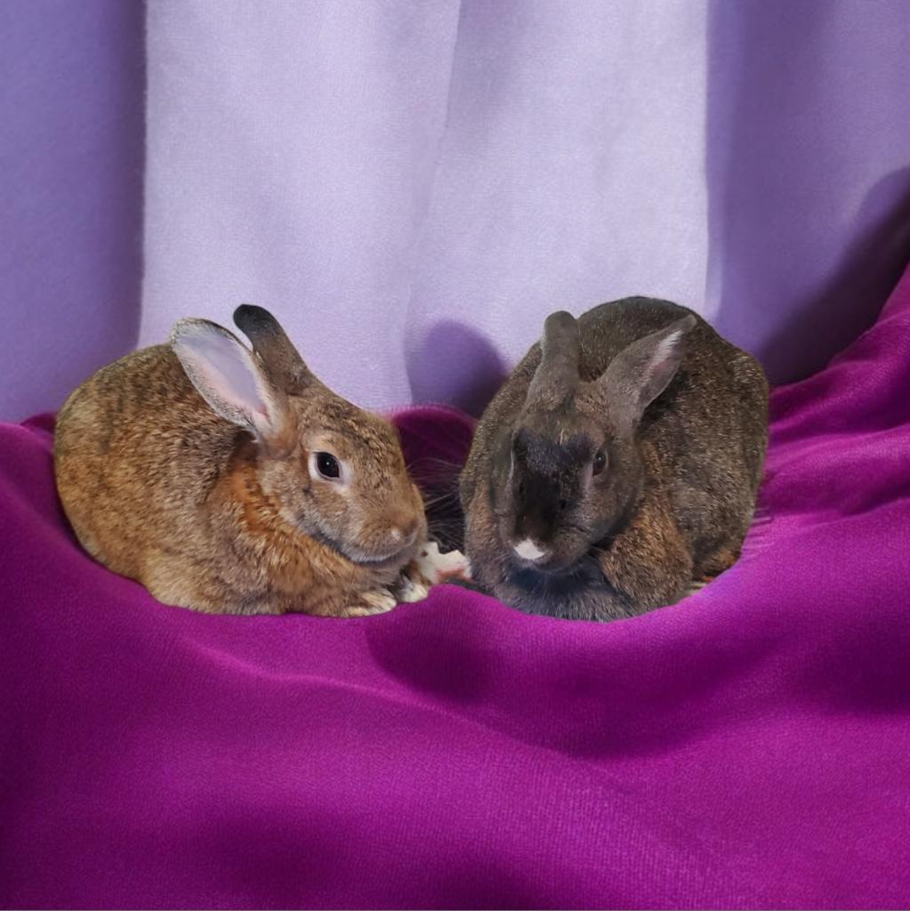 Rose (bonded to Merlot), Adoptable, Adult Female Bunny Rabbit.