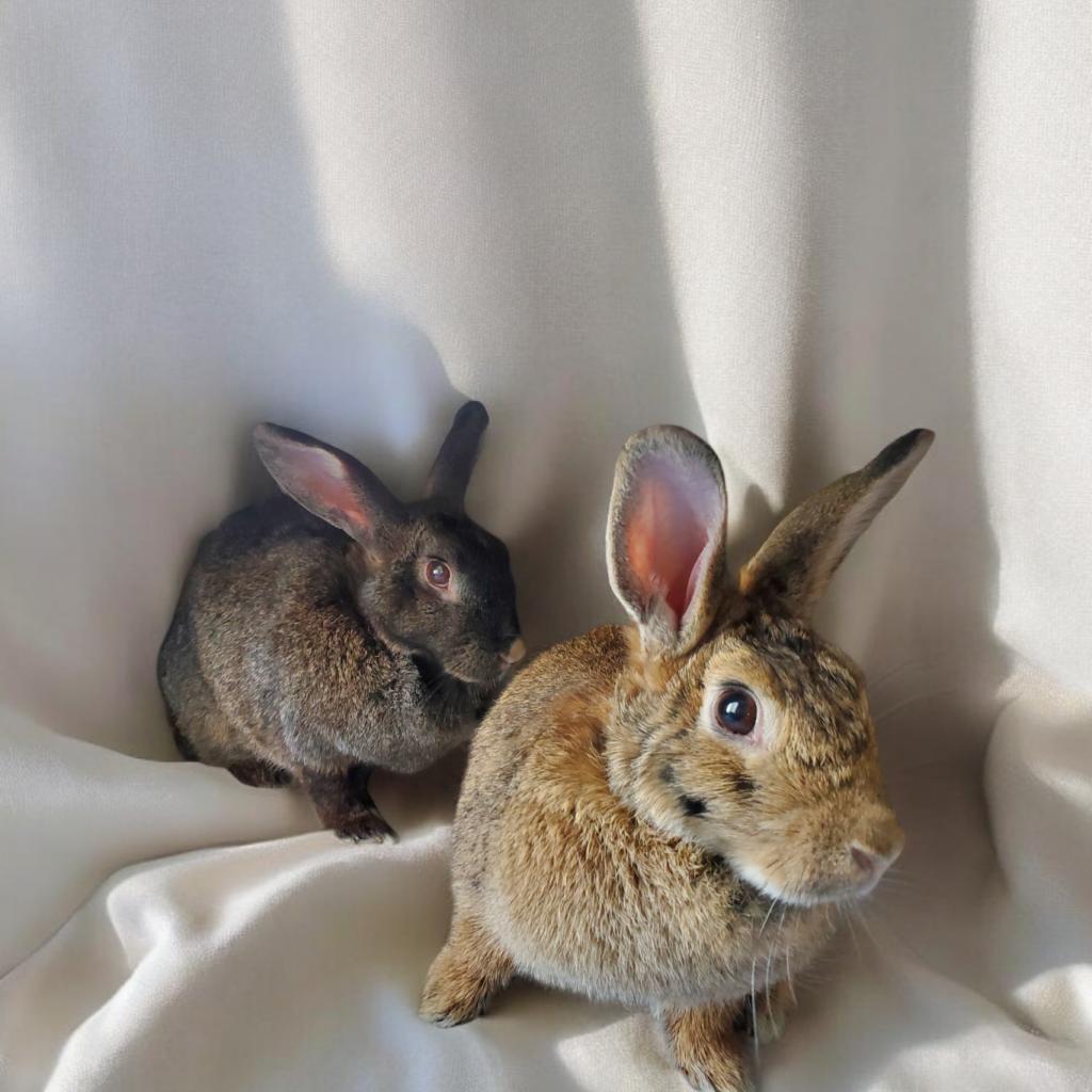 Enlarge Rose (bonded to Merlot), a Adoptable Bunny Rabbit in Murrieta, CA image 2/2